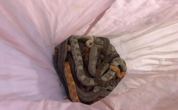 pillow-snakes
