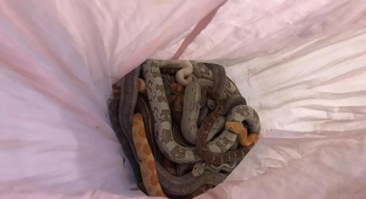 pillow-snakes
