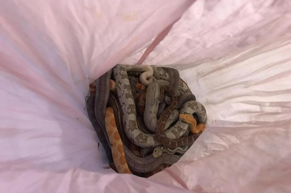 pillow-snakes
